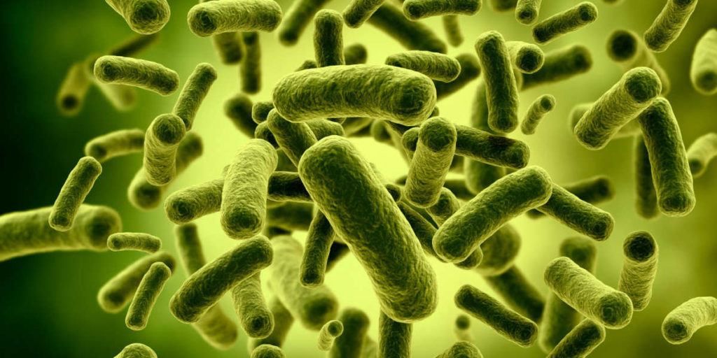 lactobacillus bacteriën