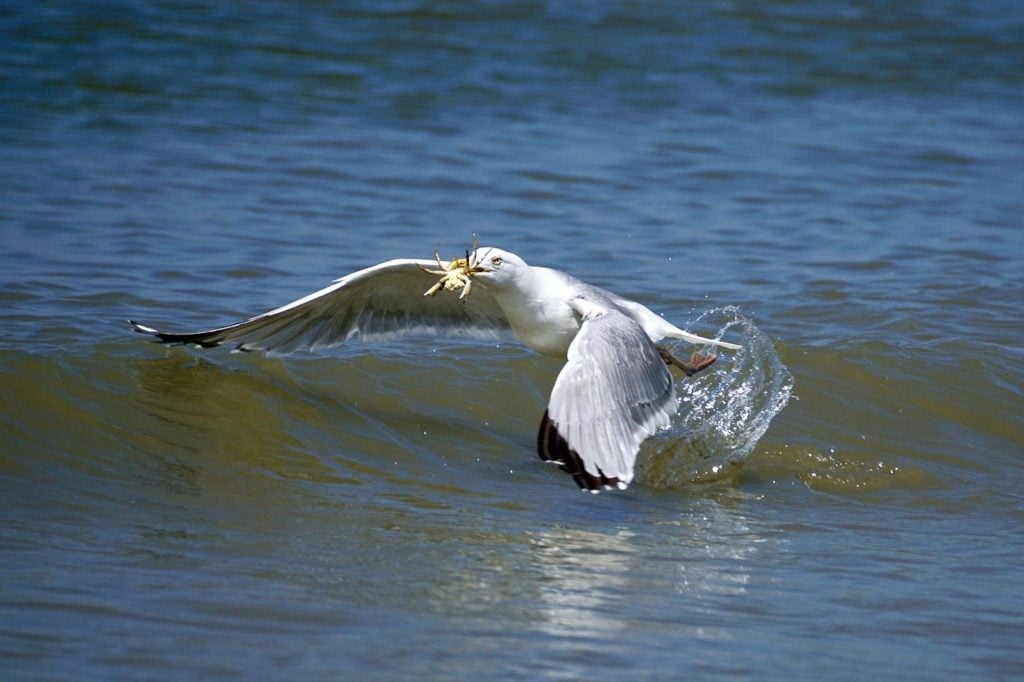 vogel vangt krab uit de zee