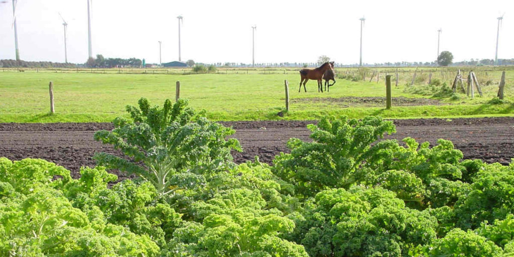 boeren die boerenkool verbouwen voorzien de mensen van natuurlijk folaat