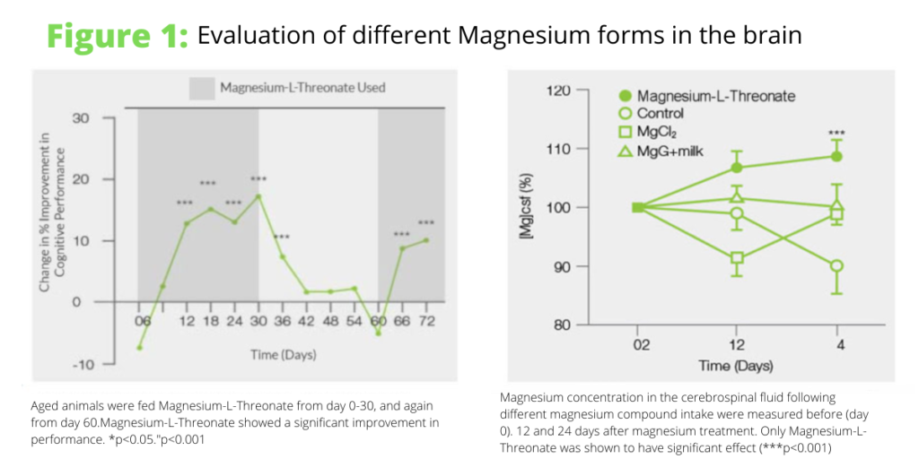 evaluatie van verschillende magnesiumvormen in de hersenen