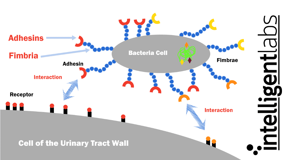 Hoe E. coli UWI's veroorzaakt